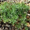 Sativa French Tarragon